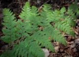 Pteridium pinetorum