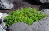 Honckenya subspecies major