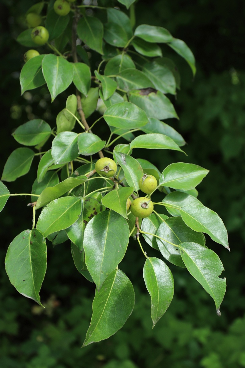 Image of genus Pyrus specimen.