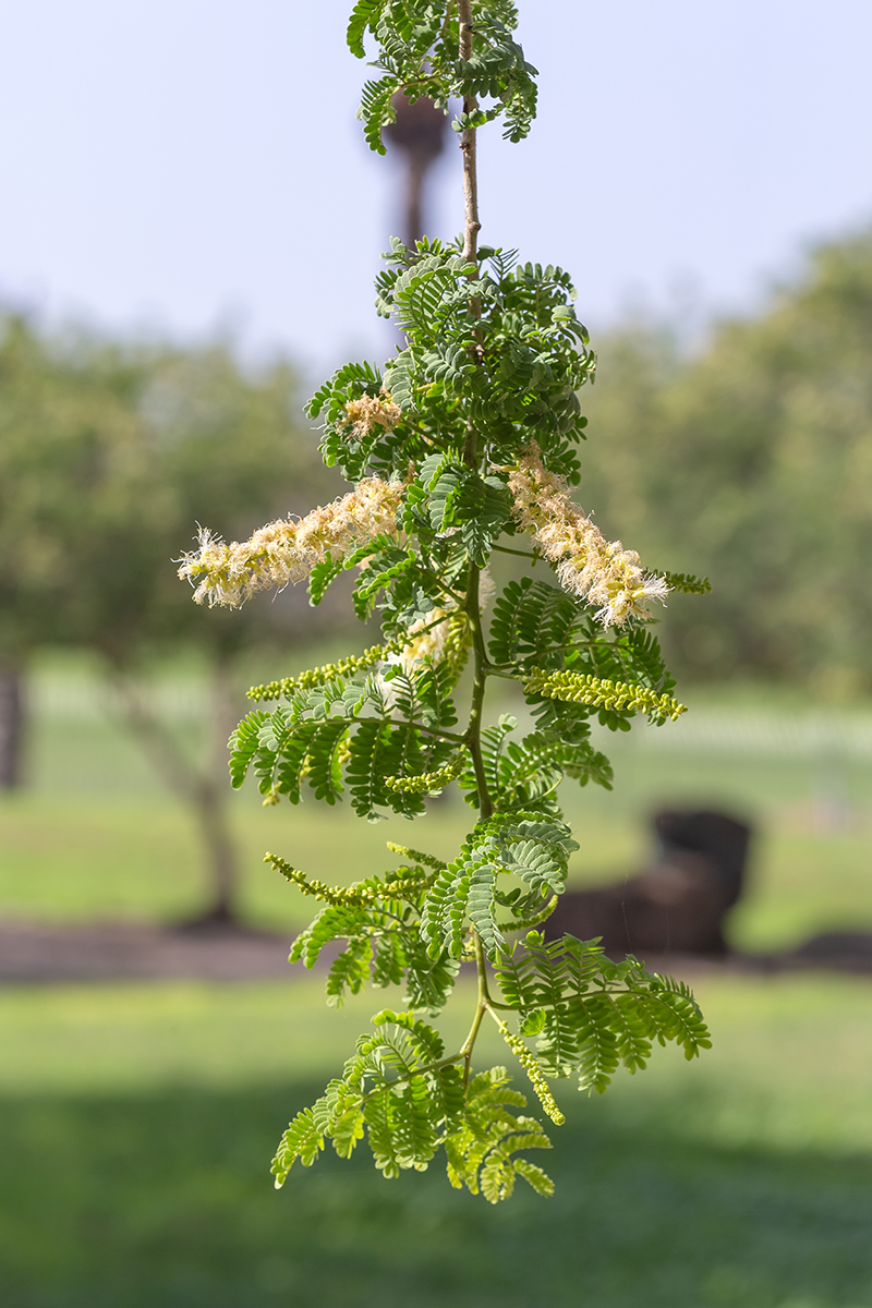 Изображение особи Faidherbia albida.