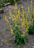 Verbascum marschallianum. Цветущее растение. Чечня, Итум-Калинский р-н, окр. с. Ведучи, ≈ 1500 м н.у.м., каменистый склон. 26.07.2022.