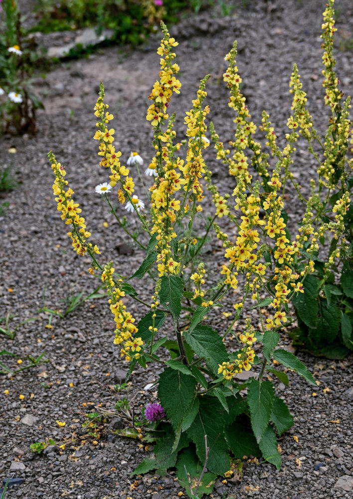 Изображение особи Verbascum marschallianum.