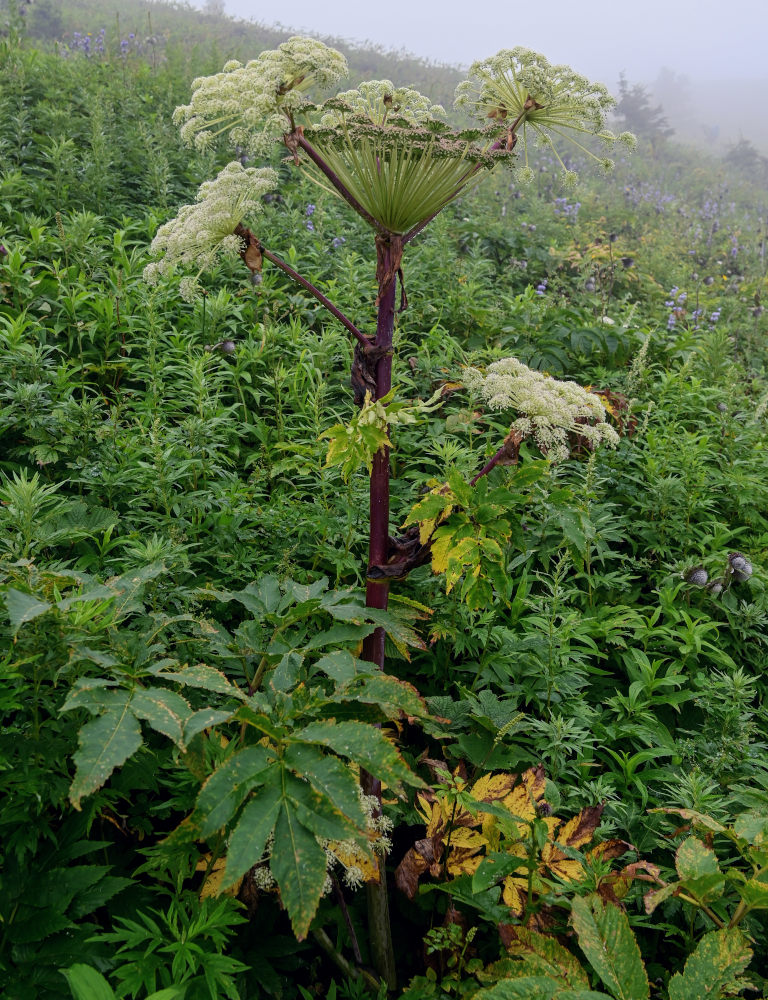 Image of Angelica ursina specimen.