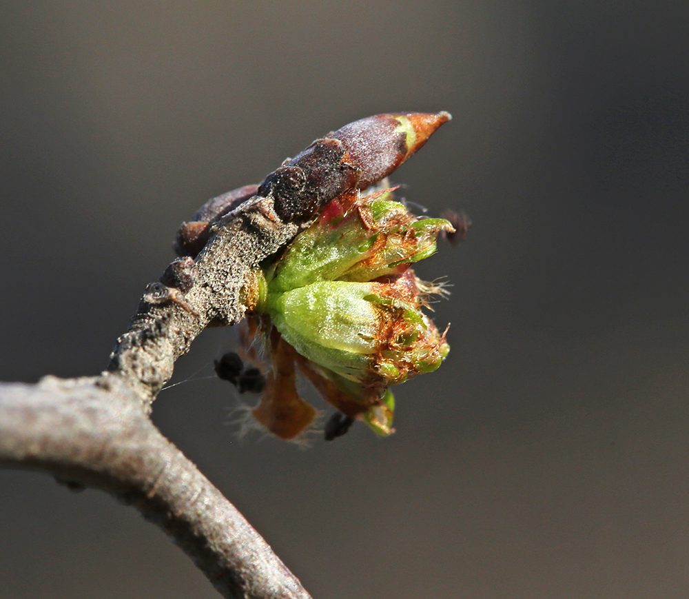 Image of Ulmus japonica specimen.