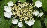 Viburnum opulus. Соцветие. Узбекистан, г. Ташкент, Ботанический сад им. Ф.Н. Русанова. 21.04.2024.