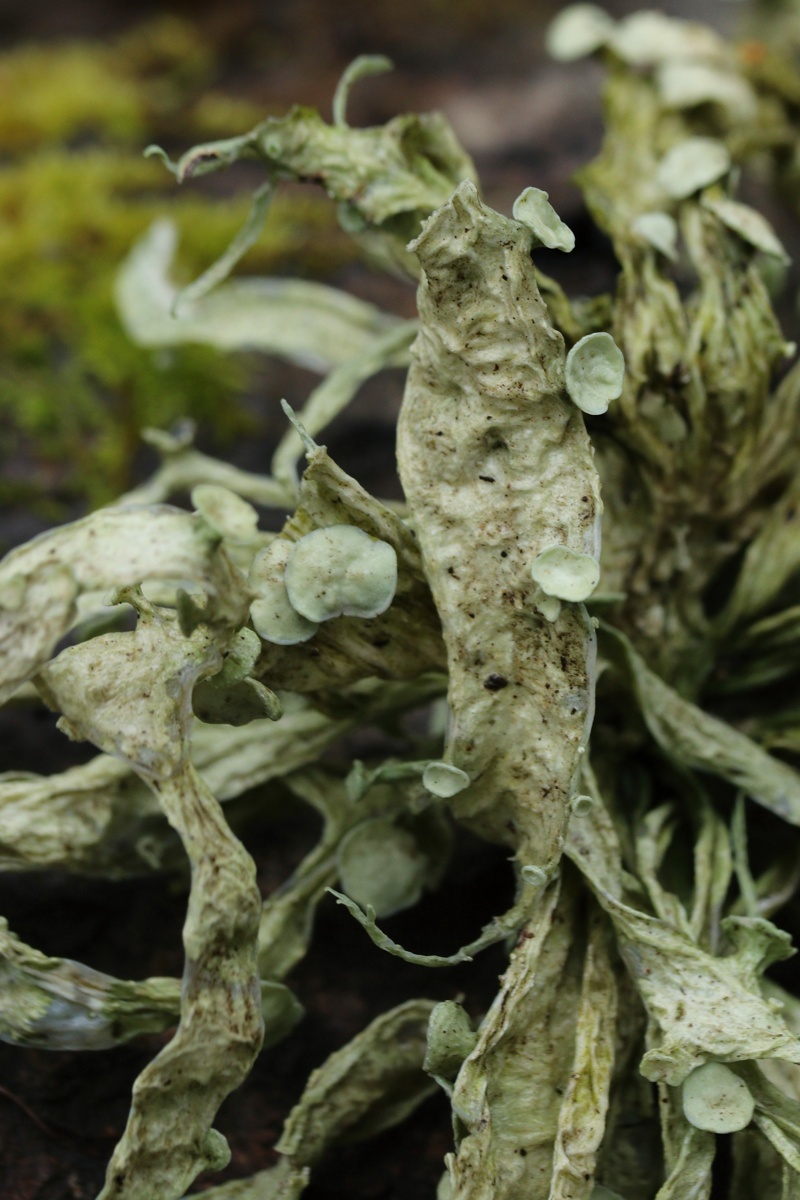 Изображение особи Ramalina fraxinea.