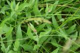 genus Centaurea