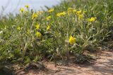 Ranunculus oxyspermus