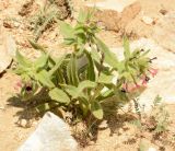 Macrotomia ugamensis