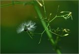 Image of taxon representative. Author is Виталий Гуменюк