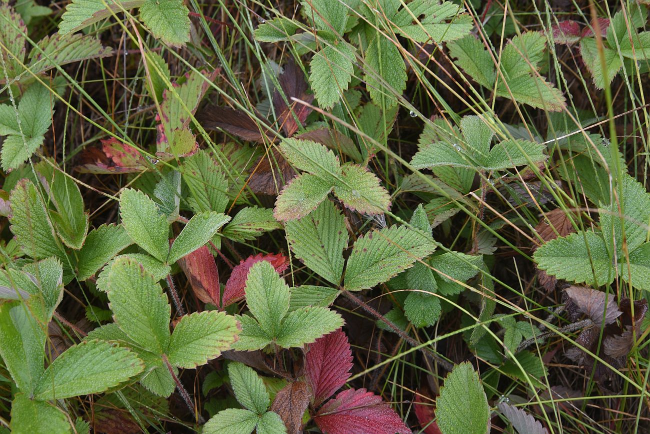 Image of Fragaria viridis specimen.