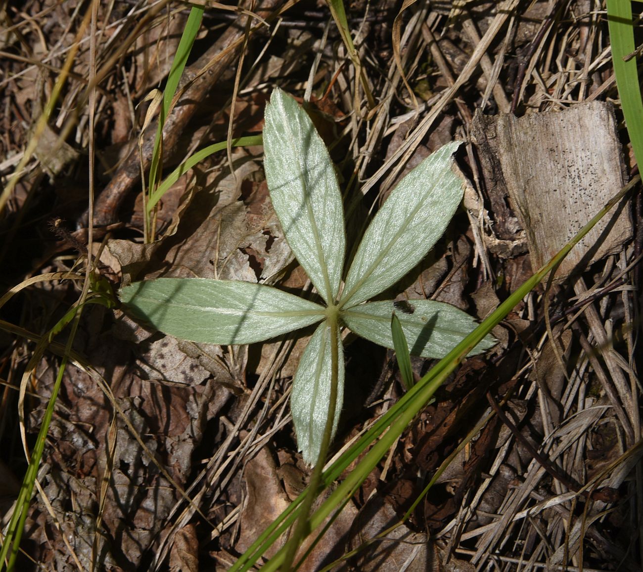 Image of Potentilla alba specimen.