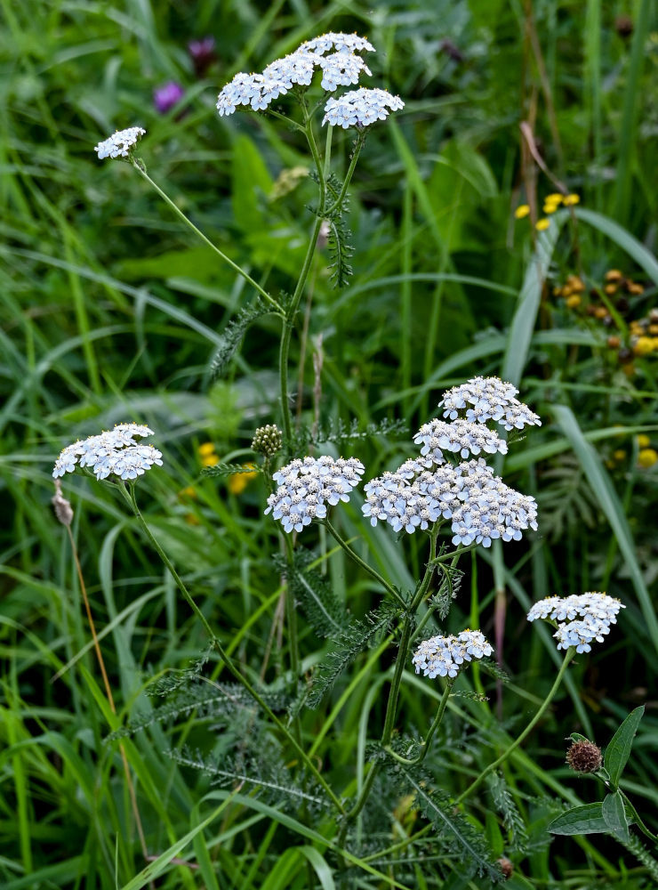 Image of Achillea millefolium specimen.