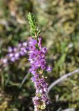 Calluna vulgaris