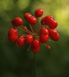Image of taxon representative. Author is Денис Кочетков