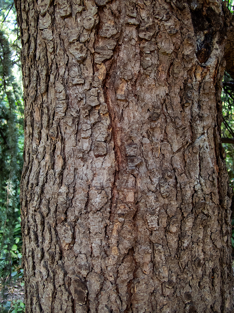 Image of Cedrus atlantica specimen.