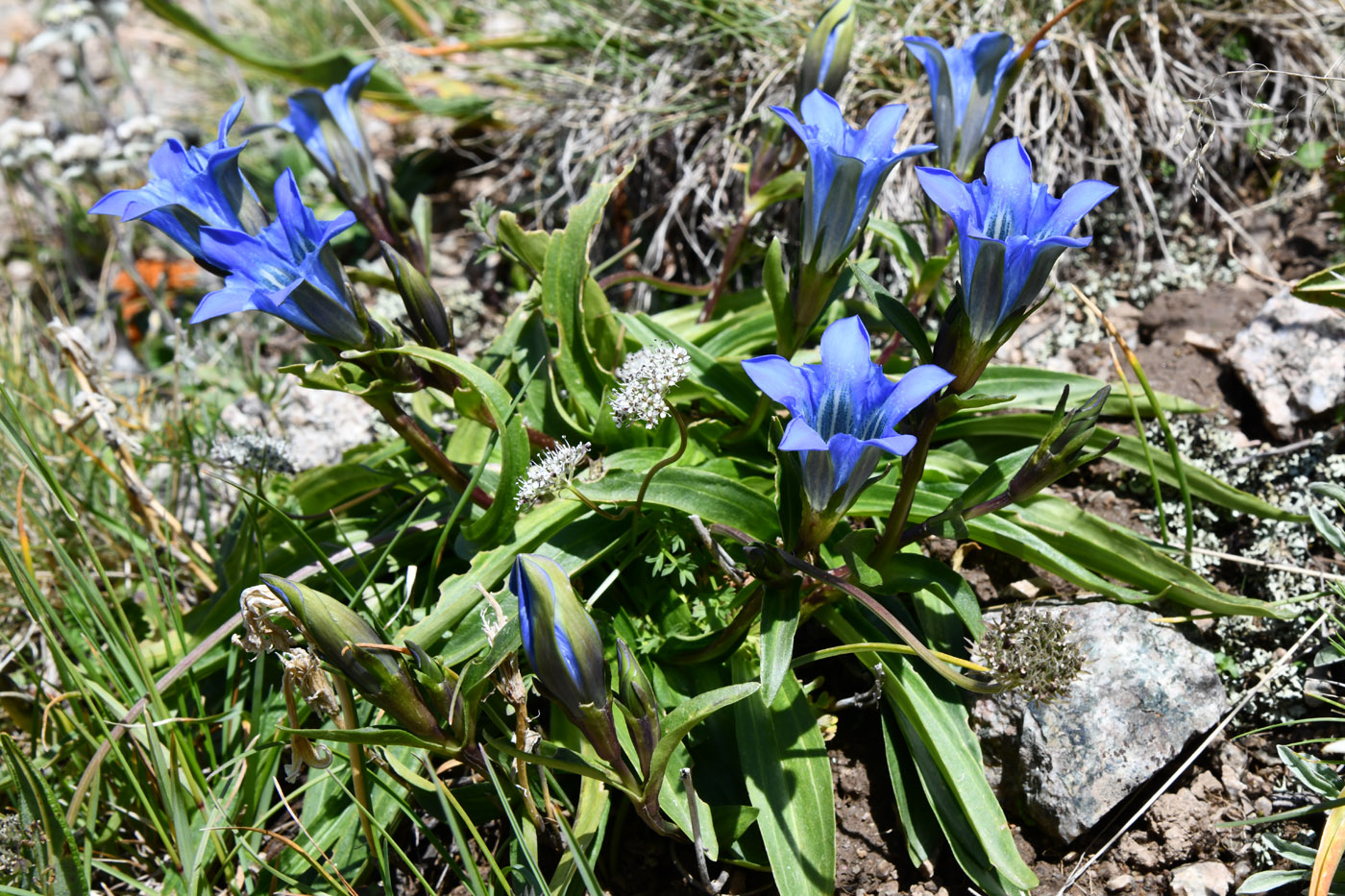 Изображение особи Gentiana kaufmanniana.