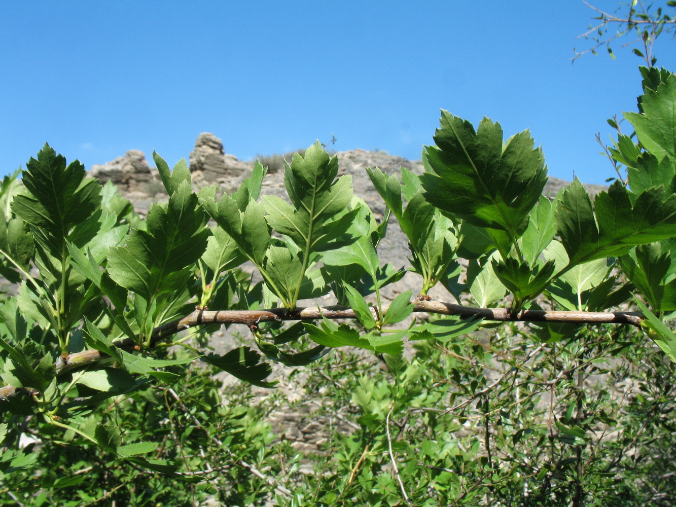 Image of Crataegus transcaspica specimen.
