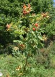 Rosa beggeriana