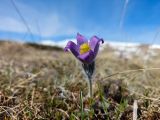 Pulsatilla violacea