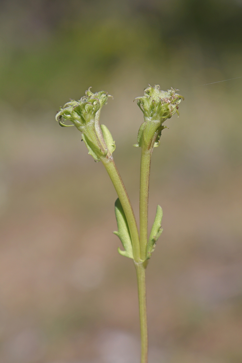 Изображение особи Valerianella echinata.