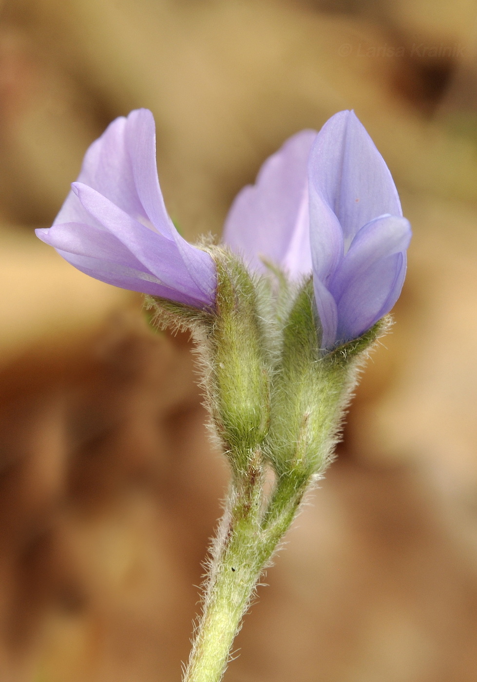 Image of Gueldenstaedtia verna specimen.