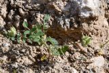 genus Astragalus. Плодоносящее растение. Таджикистан, Хатлонская обл., Кабодиёнский р-н, хр. Аруктау, окр. пер. Дандан-Чикан, пестроцветы. 14 апреля 2025 г.