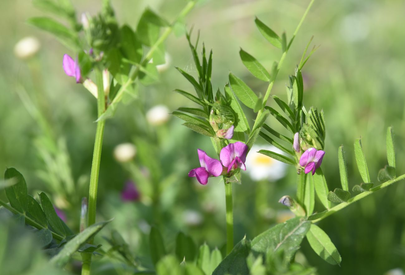Image of Vicia angustifolia specimen.
