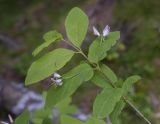 Lonicera nigra. Верхушка веточки с цветками. Испания, Каталония, пров. Жирона, комарка Рипольес, муниципалитет Сеткасес, гора Сант-Микель, теневой склон с.-з. экспозиции \"Бага-де-Карбонерс\", 1710 м н.у.м., прогалина в хвойном (пихтовом) лесу. 08.06.2025.