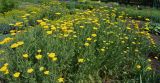 Achillea filipendulina