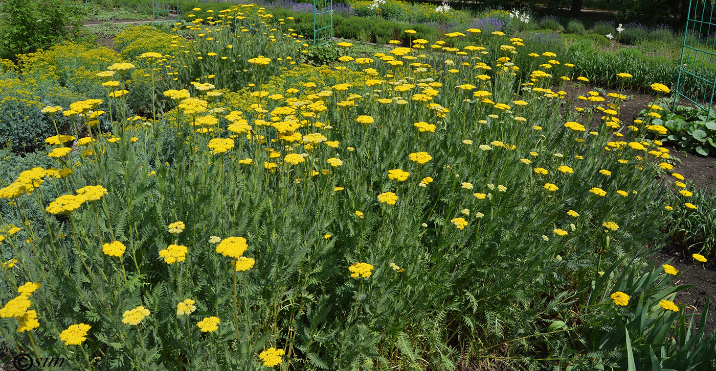 Изображение особи Achillea filipendulina.