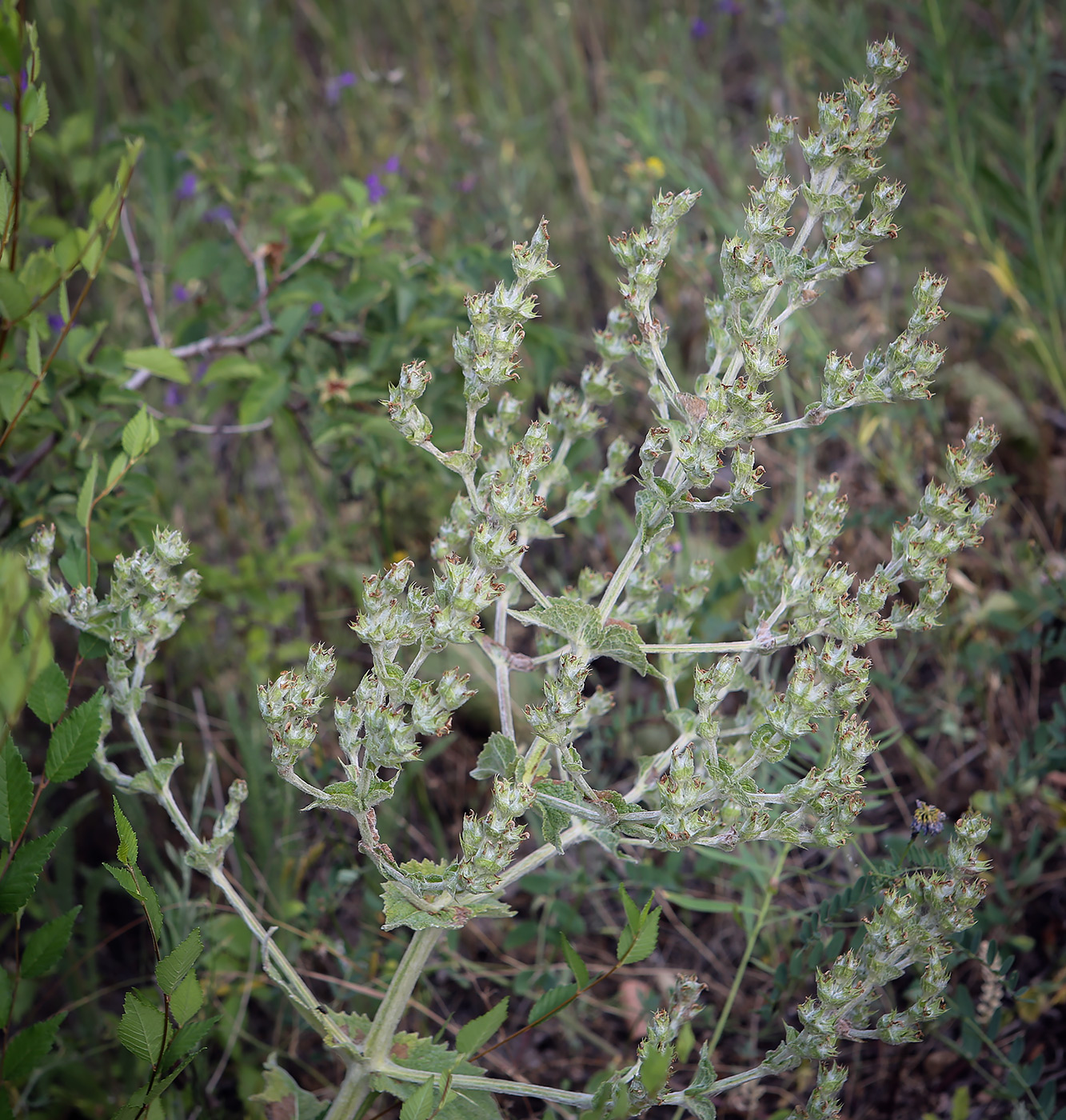 Image of Salvia aethiopis specimen.