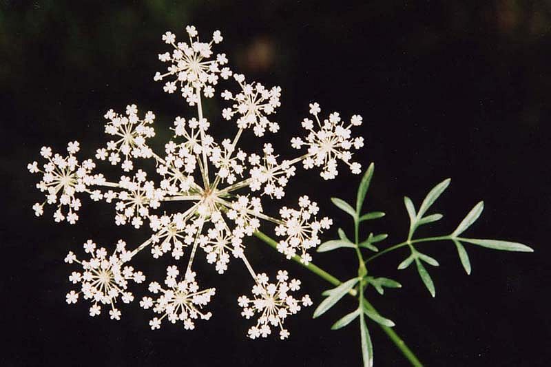 Изображение особи Thyselium palustre.