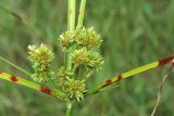 Cyperus eragrostis. Соцветие. Республика Абхазия, окр. г. Сухум, р. Гумиста. 26.08.2009.