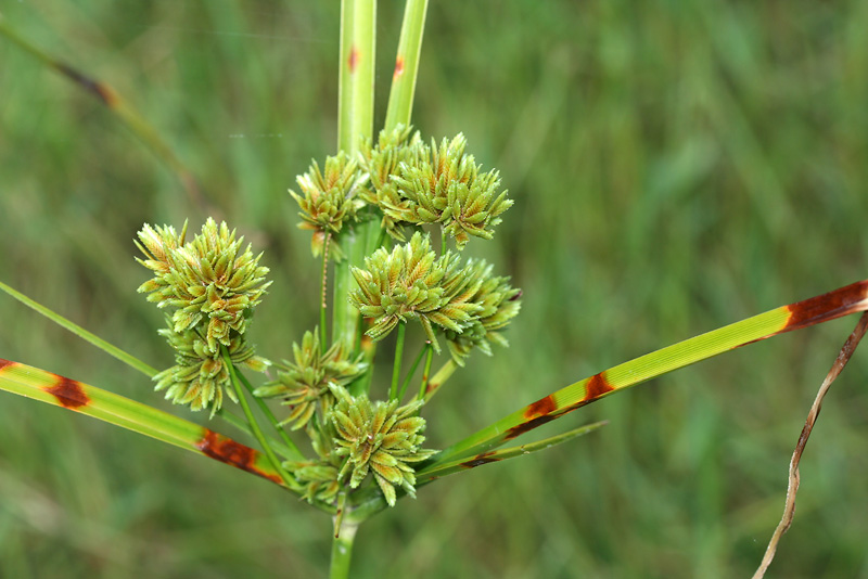 Изображение особи Cyperus eragrostis.