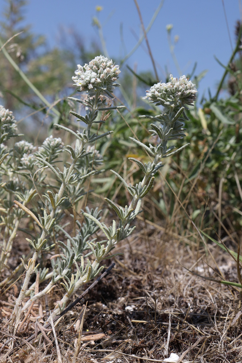 Image of Teucrium capitatum specimen.