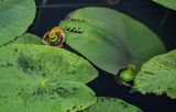 Nuphar lutea