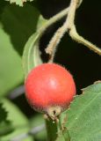 Crataegus submollis. Плод. Узбекистан, г. Ташкент, Ботанический сад им. Ф.Н. Русанова, в культуре. 04.08.2025.