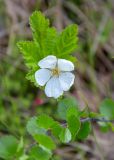 Rubus chamaemorus. Цветок. Мурманск, Октябрьский р-н, смешанный лес. 24.06.2025.
