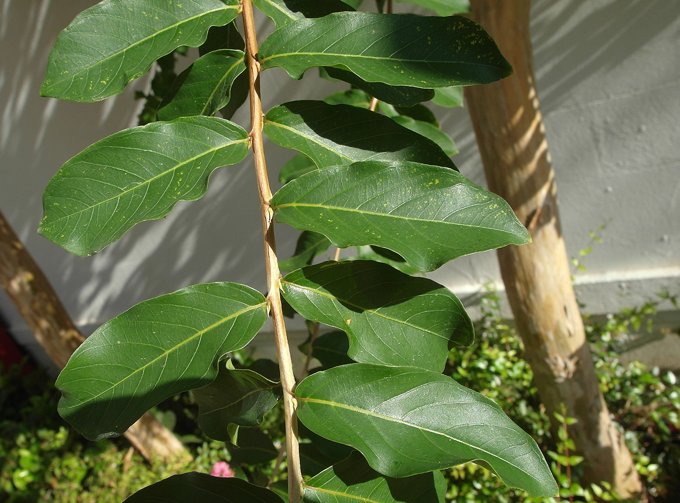 Изображение особи Lagerstroemia indica.