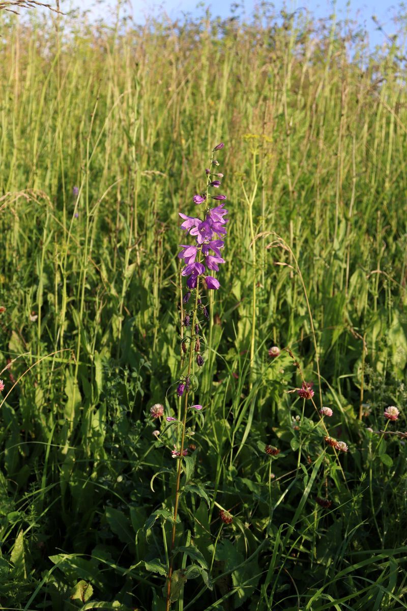 Image of Campanula rapunculoides specimen.