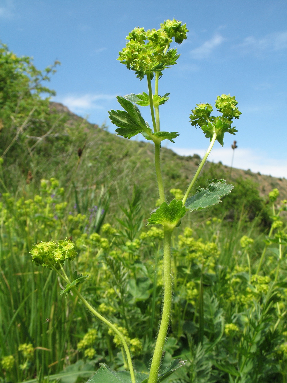 Изображение особи Alchemilla retropilosa.