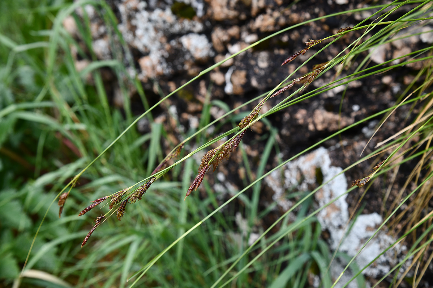 Image of Carex koshewnikowii specimen.