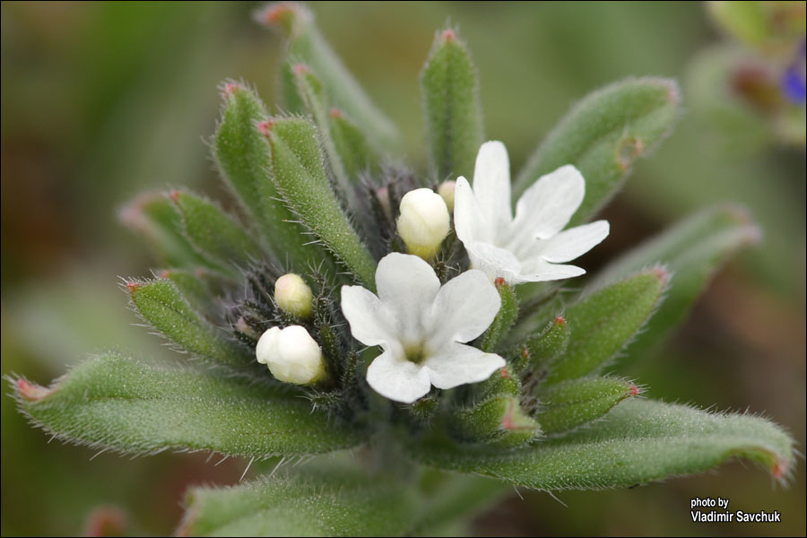 Image of Buglossoides rochelii specimen.