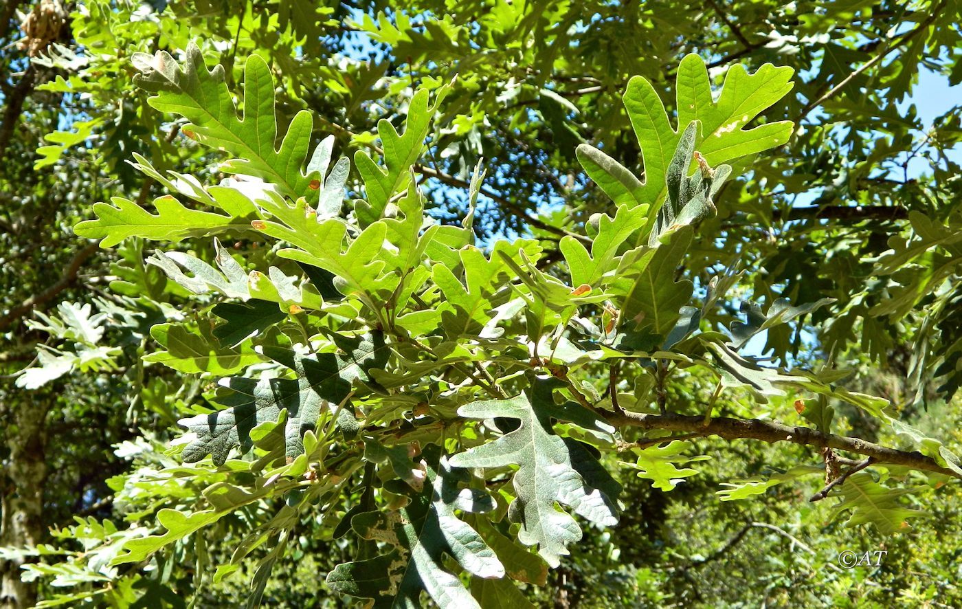 Image of Quercus pyrenaica specimen.