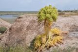 Ferula foetida. Плодоносящее растение с увядающими листьями. Таджикистан, Хатлонская обл., Джиликульский р-н, запов. \"Тигровая балка\", окр. кордона \"Королевская дача\", глинистый уступ третьей надпойменной террасы. 17 апреля 2025 г.