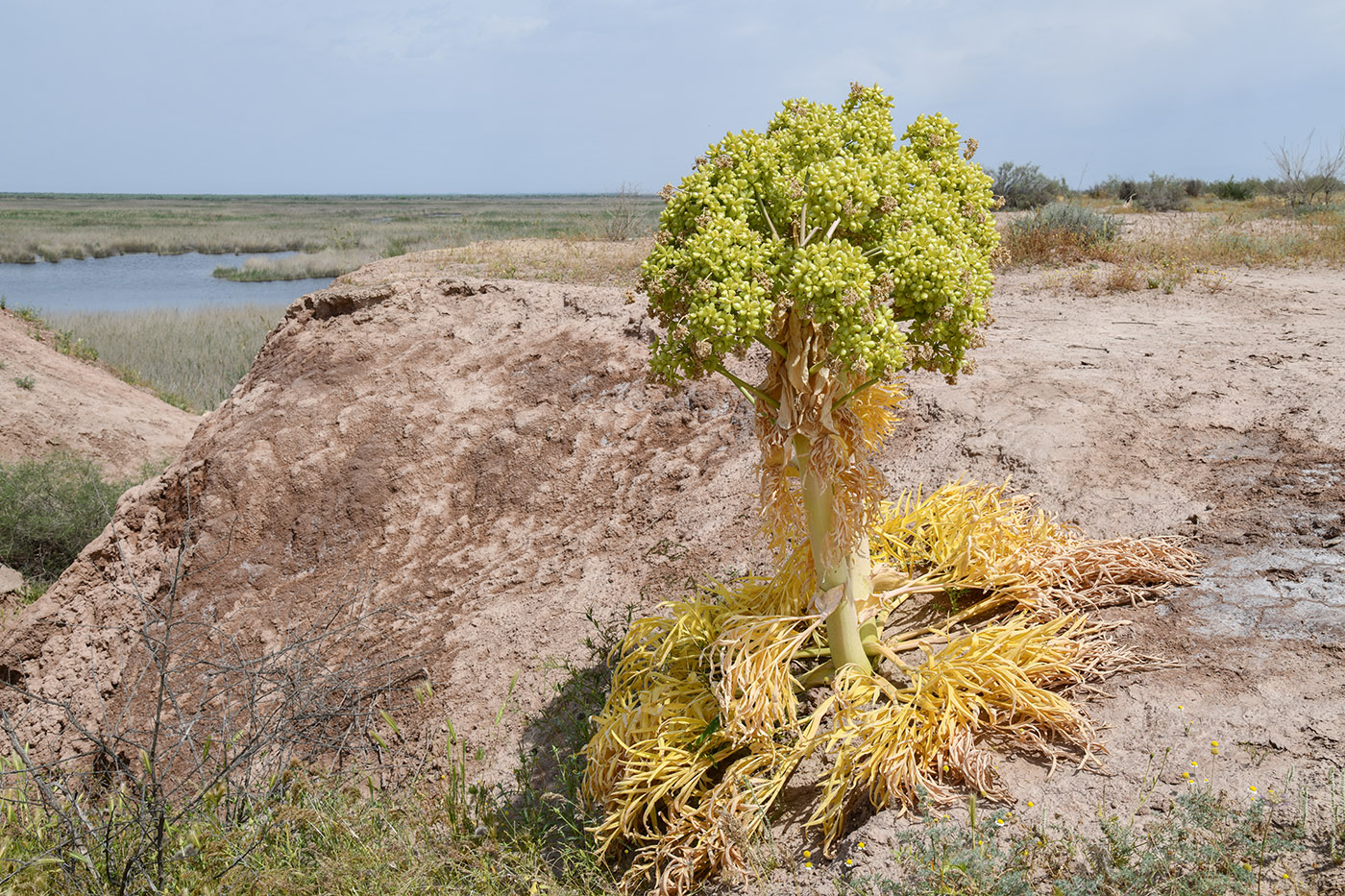 Image of Ferula foetida specimen.