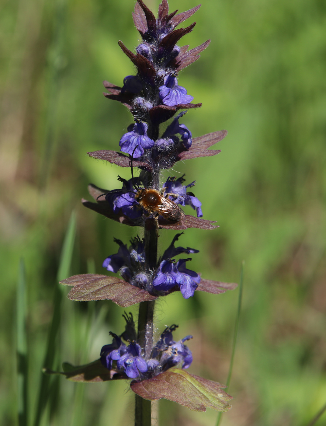 Изображение особи Ajuga genevensis.