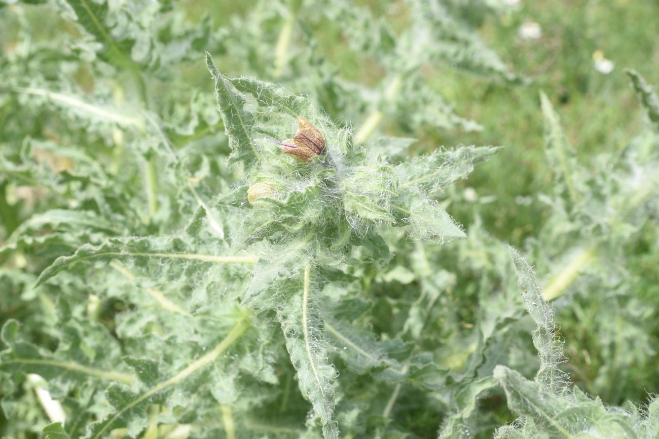 Image of Unknown species specimen.