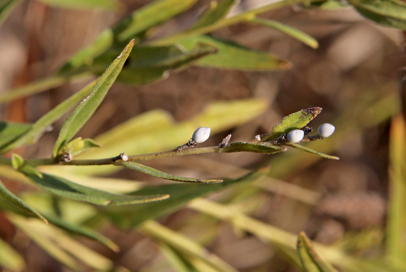 Image of Lithospermum officinale specimen.